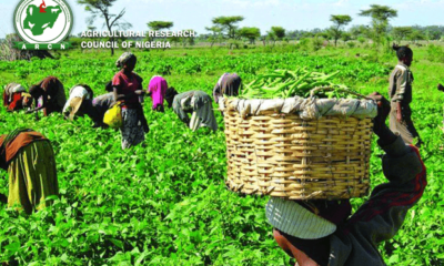 Top 8 Profitable Agriculture Business Ideas In Nigeria 2023