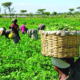 Top 8 Profitable Agriculture Business Ideas In Nigeria 2023